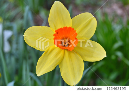 Flowers in the garden during spring. Nature background Flowers in the garden during spring. Nature background 113462195