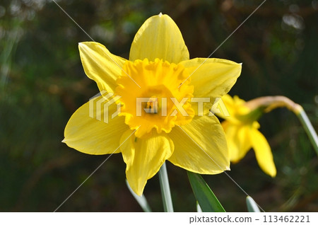 Flowers in the garden during spring. Nature background Flowers in the garden during spring. Nature background 113462221