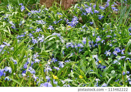 Flowers in the garden during spring. Nature background Flowers in the garden during spring. Nature background 113462222