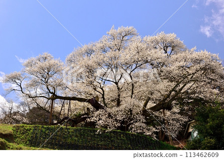 Taihei Misumi cherry tree 113462609