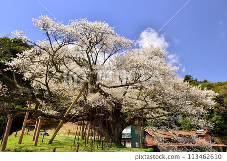 Taihei Misumi cherry tree 113462610
