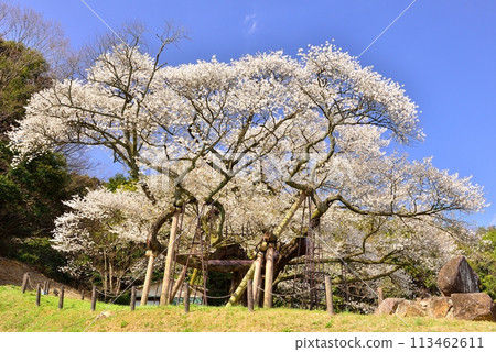 太平美澄櫻桃樹 太平美澄櫻桃樹 113462611