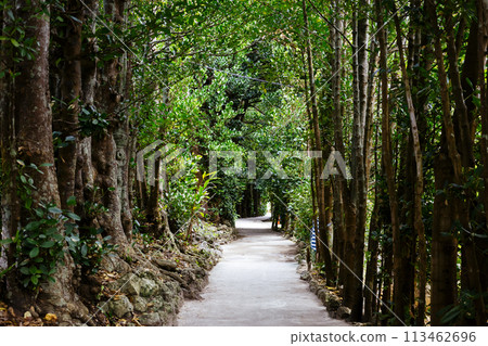 Fukugi trees in Bise 113462696