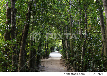Fukugi trees in Bise 113462699