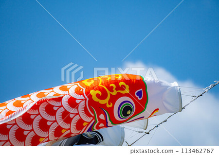 [Early summer material] Carp streamers swimming in the sky [Nagano] 113462767