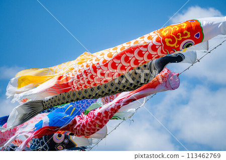 [Early summer material] Carp streamers swimming in the sky [Nagano] 113462769