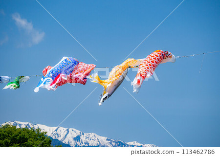 [Early summer material] Carp streamers swimming in the sky [Nagano] 113462786