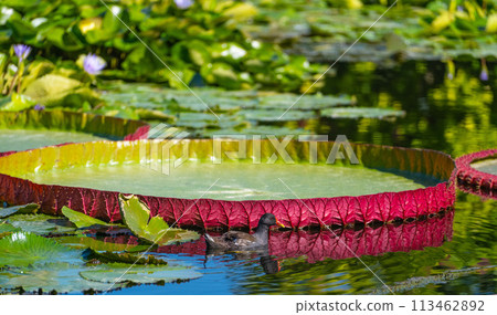 Water lily Victoria amazonica in a pond in bright sunlight 113462892