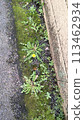 Dandelion blooming on the roadside 113462934