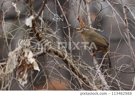 The Hwabichou, a designated alien bird with a loud song 113462988