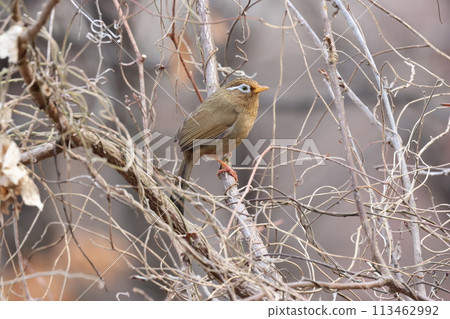 The Hwabichou, a designated alien bird with a loud song 113462992