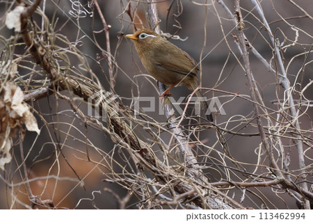 加比喬（Gabicho），一種大聲鳴叫的鳥，是指定的入侵物種 113462994