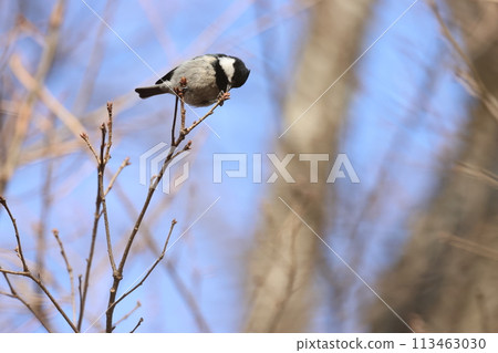 A subalpine bird, the Coal Tit, pecks at the buds of a konara oak tree in winter. 113463030