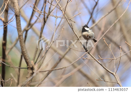 A subalpine bird, the Coal Tit, pecks at the buds of a konara oak tree in winter. A subalpine bird, the Coal Tit, pecks at the buds of a konara oak tree in winter. 113463037