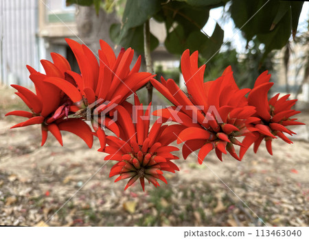 Red flowers of Erythrina tree, or Coral tree (lat. - Erythrina) 113463040
