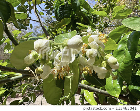 Flowering pomelo tree (lat.- Citrus maxima) Flowering pomelo tree (lat.- Citrus maxima) 113463041