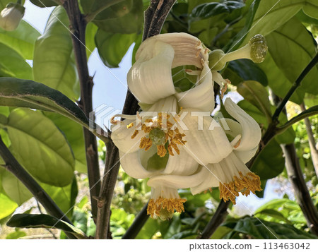 Flowering pomelo tree (lat.- Citrus maxima) Flowering pomelo tree (lat.- Citrus maxima) 113463042