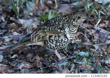 冬季鳥類在灌木叢的落葉中尋找食物。 113463193