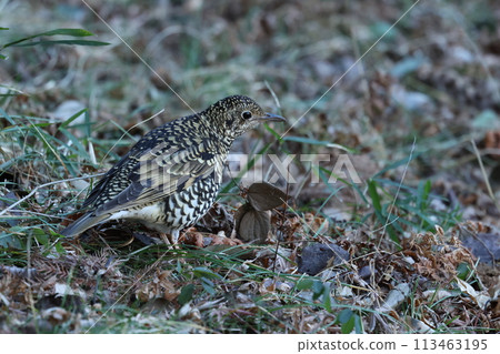 A winter bird, the brown thrush, searches for food among the fallen leaves of a forest. A winter bird, the brown thrush, searches for food among the fallen leaves of a forest. 113463195
