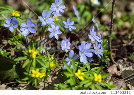 Amazing round-lobed hepatica flower macro shoot. 113463211