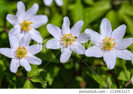 Amazing white anemone flowers background. 113463227