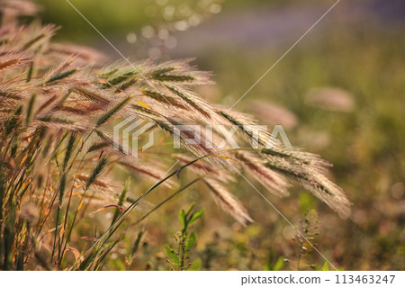 Amazing summer background golden wheat ears in sunlight. Amazing summer background golden wheat ears in sunlight. 113463247