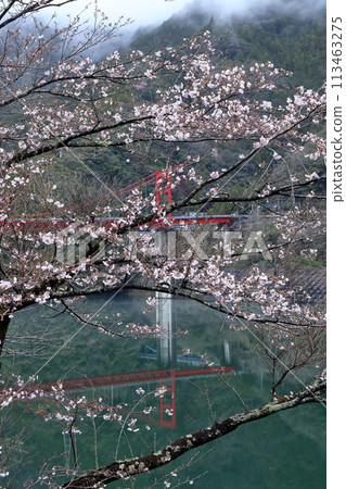 Cherry blossoms bloom at Odo Dam Lake (Niyodogawa Town, Kochi Prefecture) 113463275