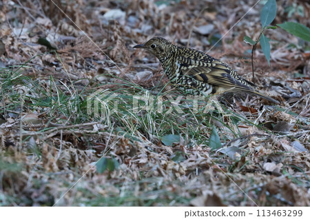 A winter bird, the brown thrush, searches for food among the fallen leaves of a forest. A winter bird, the brown thrush, searches for food among the fallen leaves of a forest. 113463299