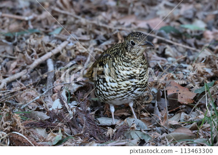 冬季鳥類在灌木叢的落葉中尋找食物。 113463300