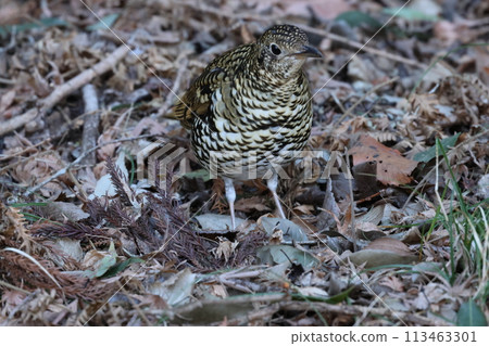 A winter bird, the brown thrush, searches for food among the fallen leaves of a forest. A winter bird, the brown thrush, searches for food among the fallen leaves of a forest. 113463301