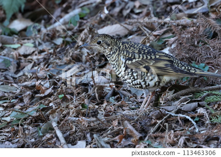 A winter bird, the brown thrush, searches for food among the fallen leaves of a forest. A winter bird, the brown thrush, searches for food among the fallen leaves of a forest. 113463306