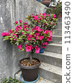 杜鵑花盆景 113463490