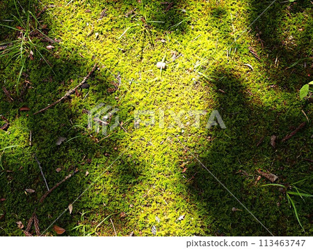 Image of a mossy forest floor 113463747