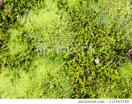 Image of a mossy forest floor 113463748