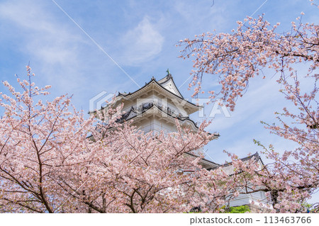 <神奈川縣>小田原城/櫻花季節 <神奈川縣>小田原城/櫻花季節 113463766