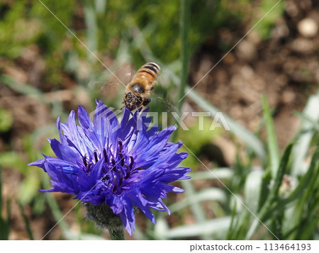 A honeybee visiting a cornflower A honeybee visiting a cornflower 113464193