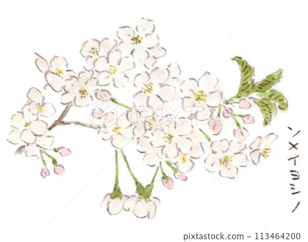 Spring plant, watercolor painting of Sakura (cherry blossom, Somei Yoshino) flower Spring plant, watercolor painting of Sakura (cherry blossom, Somei Yoshino) flower 113464200
