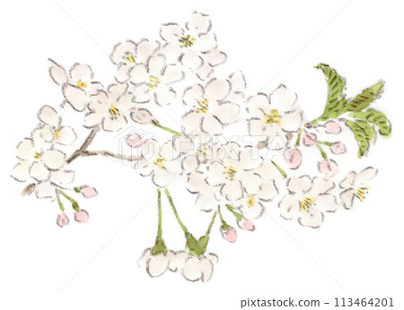 Spring plant, watercolor painting of Sakura (cherry blossom, Somei Yoshino) flower Spring plant, watercolor painting of Sakura (cherry blossom, Somei Yoshino) flower 113464201