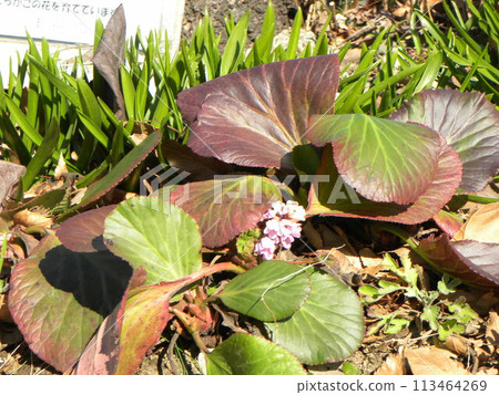 The cute pink flowers of the Himalayan snowbell The cute pink flowers of the Himalayan snowbell 113464269