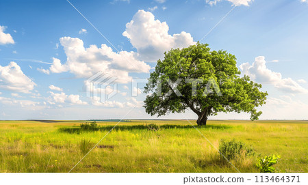 草原上一棵孤獨的樹 草原上一棵孤獨的樹 113464371