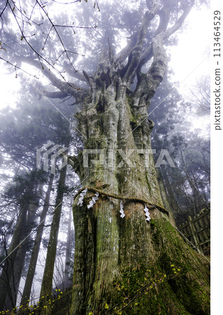 玉城神社神城杉(豎)1棵 玉城神社神城杉(豎)1棵 113464529