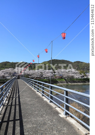 伊原堤櫻花樹 113464612