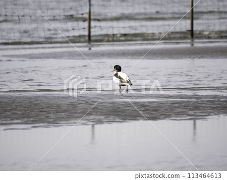 Common shelduck on the tidal flats 113464613