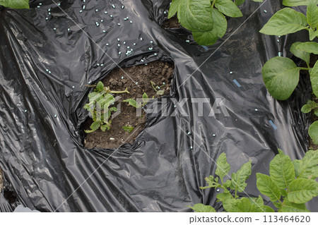Potato leaves eaten by snails 113464620