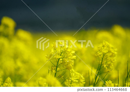 Spring in full bloom, photographed in a rapeseed field Spring in full bloom, photographed in a rapeseed field 113464668