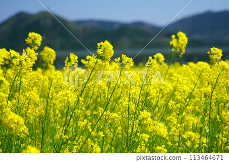 在油菜花田裡拍攝盛開的春天 在油菜花田裡拍攝盛開的春天 113464671