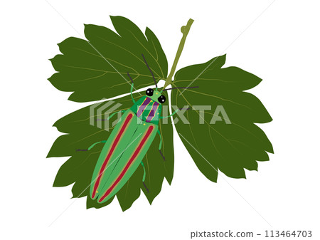 "Jewel beetle resting its wings on a wild strawberry leaf" 113464703