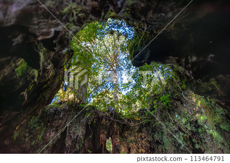 威爾森‧史坦普‧哈特 屋久島 屋久杉斯坦普(十二月) 威爾森‧史坦普‧哈特 屋久島 屋久杉斯坦普(十二月) 113464791