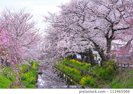 新石川的櫻花盛開。 新石川的櫻花盛開。 113465066