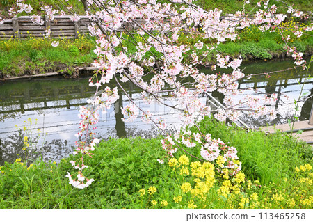 Cherry blossoms and rape blossoms at Shingashi River in full bloom Cherry blossoms and rape blossoms at Shingashi River in full bloom 113465258